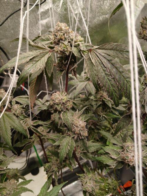 BLSK Gen4.2 RDWC. Week 17