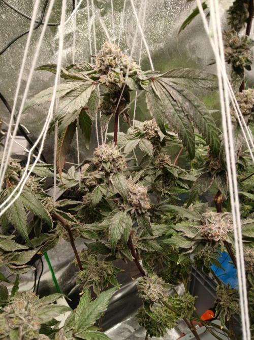 BLSK Gen4.2 RDWC. Week 17
