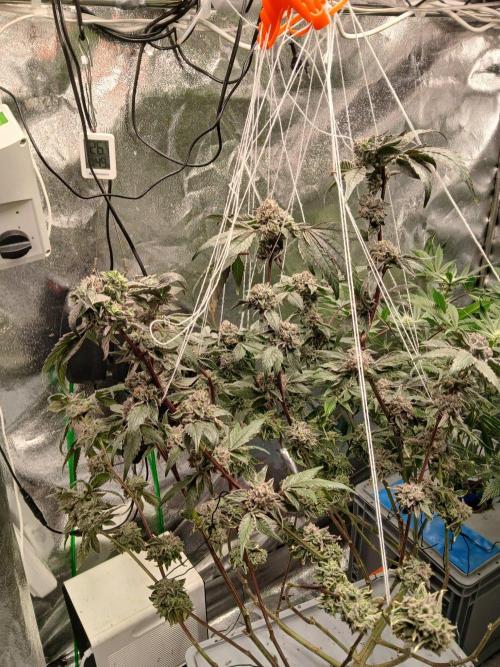 BLSK Gen4.2 RDWC. Week 17