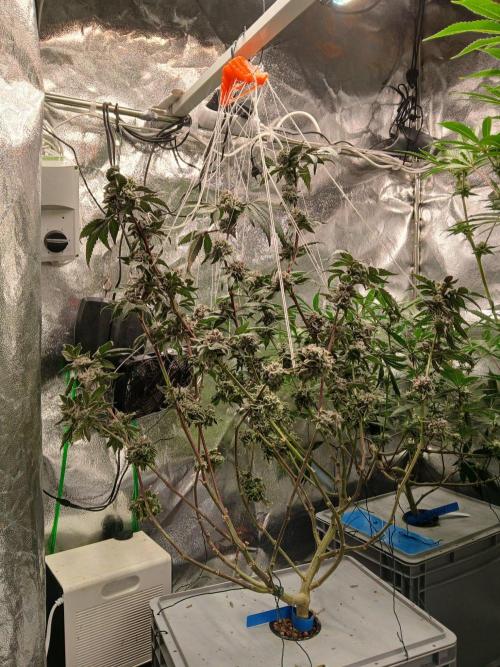 BLSK Gen4.2 RDWC. Week 17