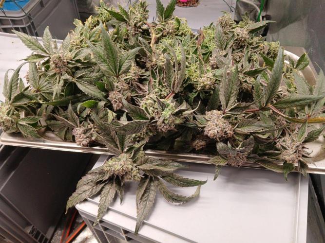 BLSK Gen4.2 RDWC. Week 18