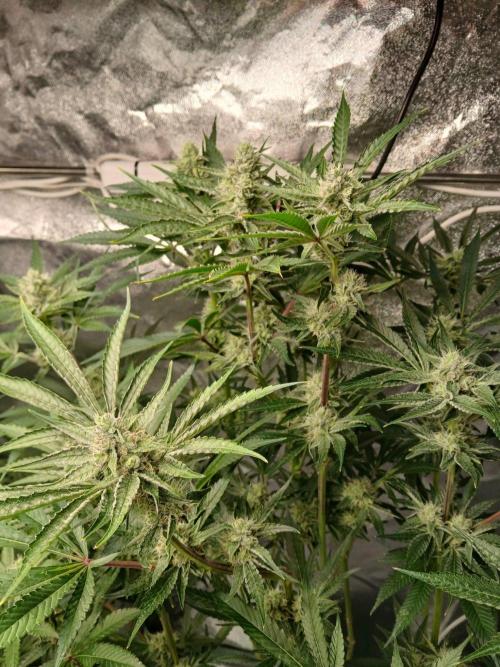 PLOT RDWC. Week 15