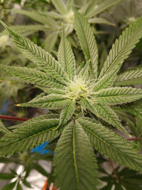 DAIN RDWC TopShelfClones.at Cut#8Cultiva. Week 14