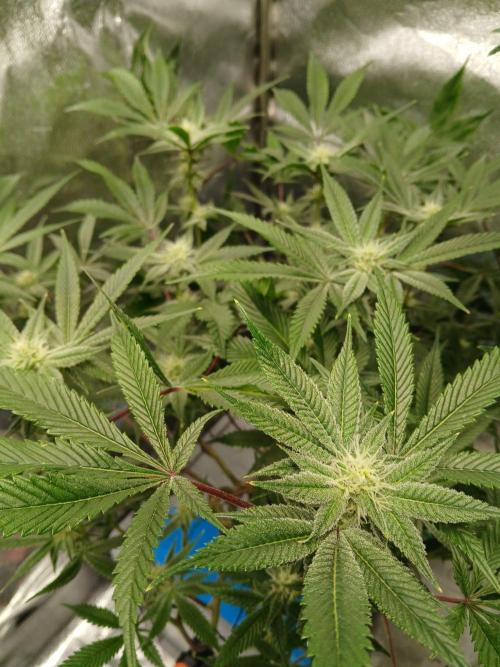 DAIN RDWC TopShelfClones.at Cut#8Cultiva. Week 14