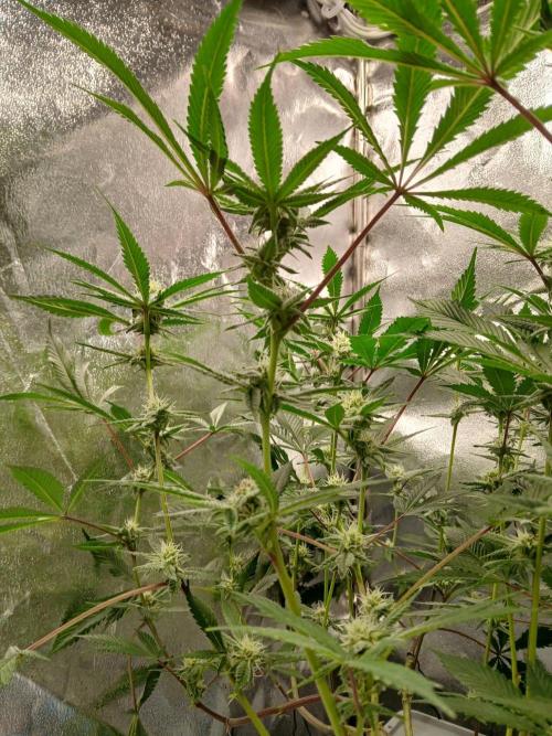 DAIN RDWC TopShelfClones.at Cut#8Cultiva. Week 14