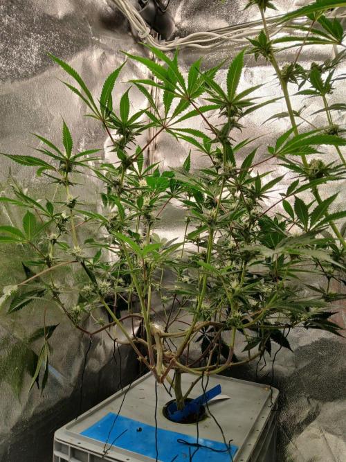 DAIN RDWC TopShelfClones.at Cut#8Cultiva. Week 14