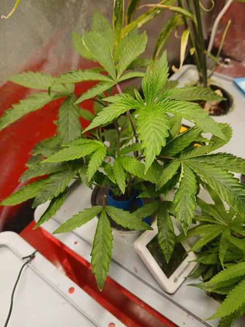 BLSK Gen5 RDWC. Week 7