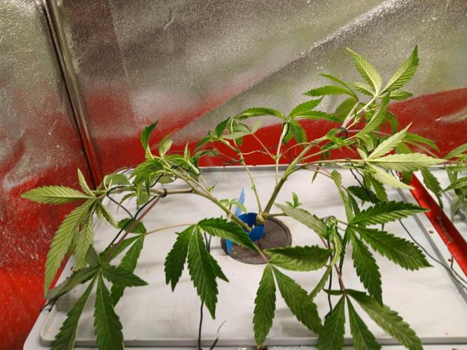 BLSK Gen5 RDWC. Week 8