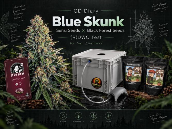 BLSK Gen5 RDWC. Week 6