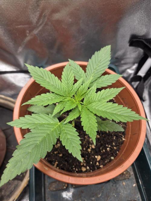 Dr.SkunkyKush: JAHE. Week 3