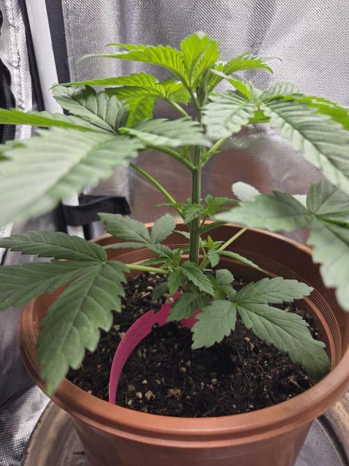Dr.SkunkyKush: SLEC #4. Week 4