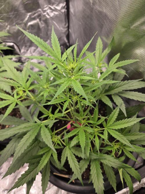 Dr.SkunkyKush: SOAK Auto. Week 7