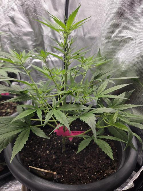 Dr.SkunkyKush: SOAK Auto. Week 7
