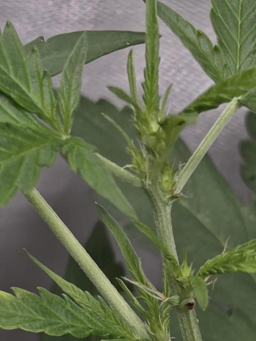 Dr.SkunkyKush: HMKU Auto. Week 7