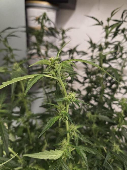 Dr.SkunkyKush: PIEX Auto. Week 10