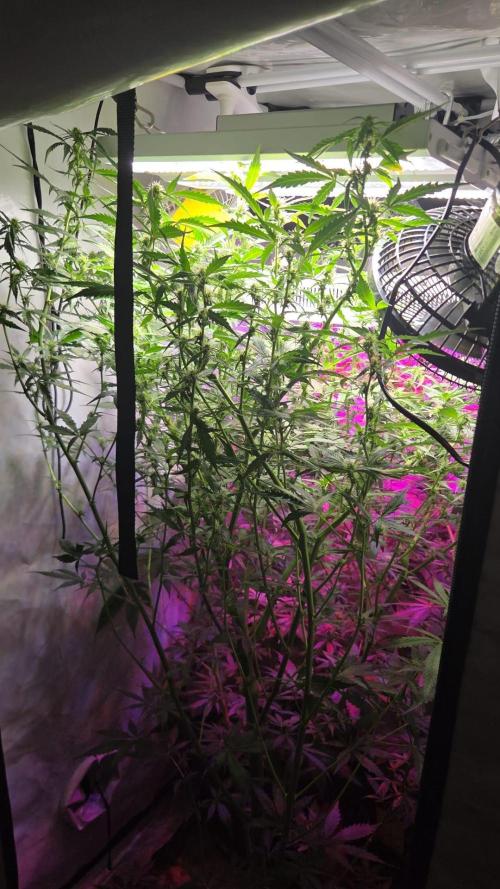 Dr.SkunkyKush: PIEX Auto. Week 10