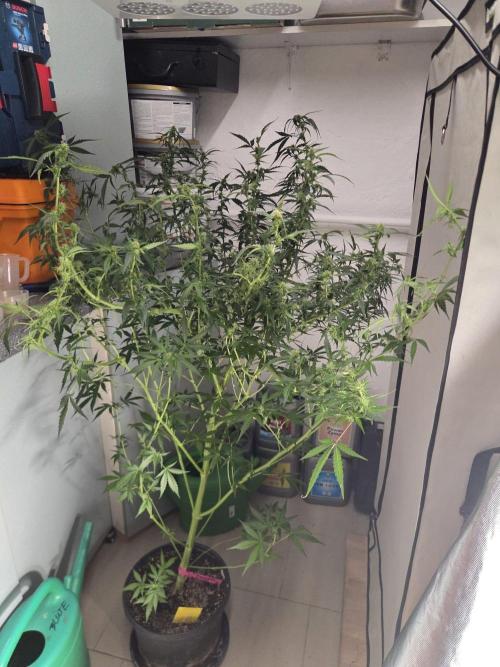 Dr.SkunkyKush: PIEX Auto. Week 10