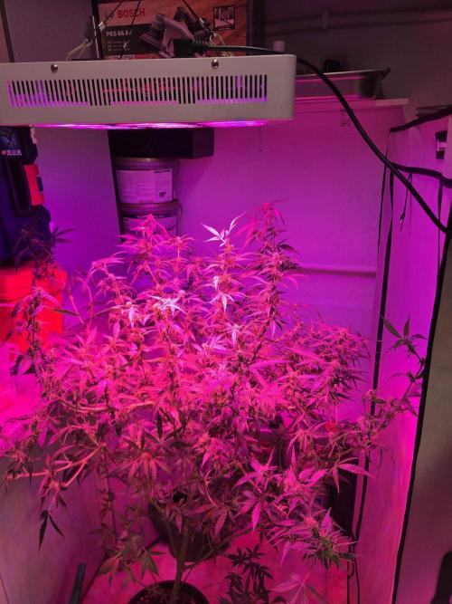 Dr.SkunkyKush: PIEX Auto. Week 10