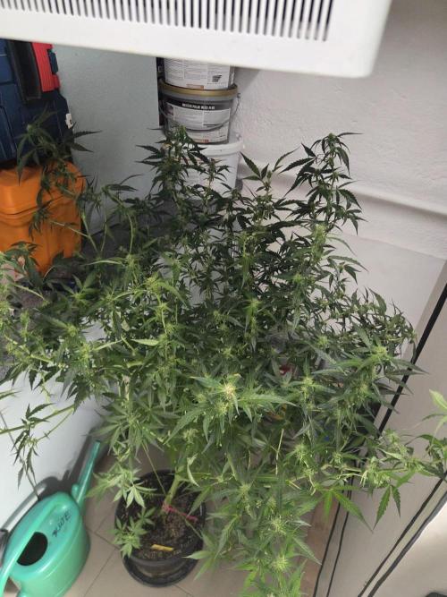 Dr.SkunkyKush: PIEX Auto. Week 10