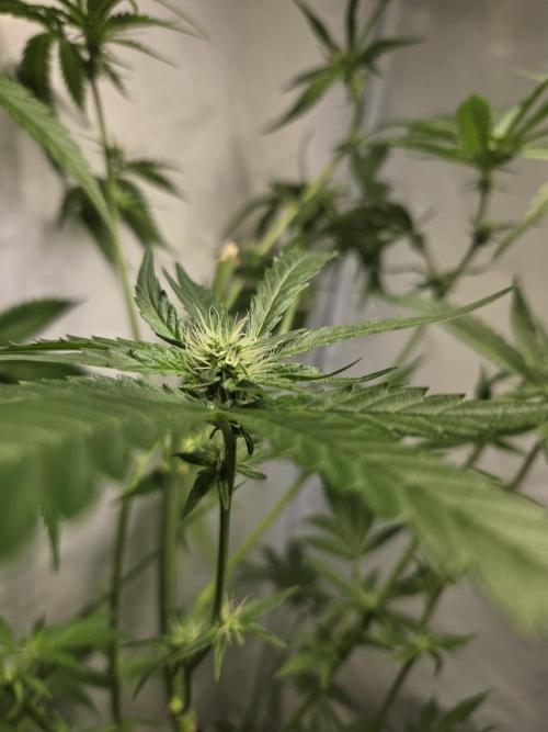 Dr.SkunkyKush: HUBU DopeBois & Sleezy. Week 10