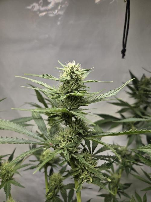 Dr.SkunkyKush: HUBU DopeBois & Sleezy. Week 10