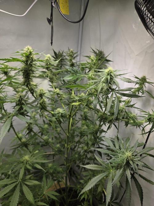 Dr.SkunkyKush: HUBU DopeBois & Sleezy. Week 10