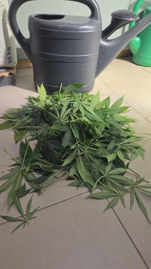Dr.SkunkyKush: HUBU DopeBois & Sleezy. Week 10