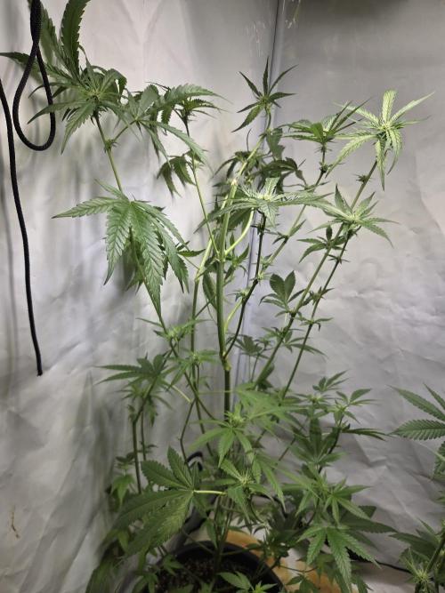 Dr.SkunkyKush: HUBU DopeBois & Sleezy. Week 10