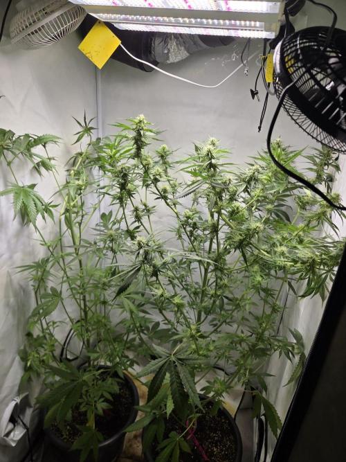 Dr.SkunkyKush: HUBU DopeBois & Sleezy. Week 10