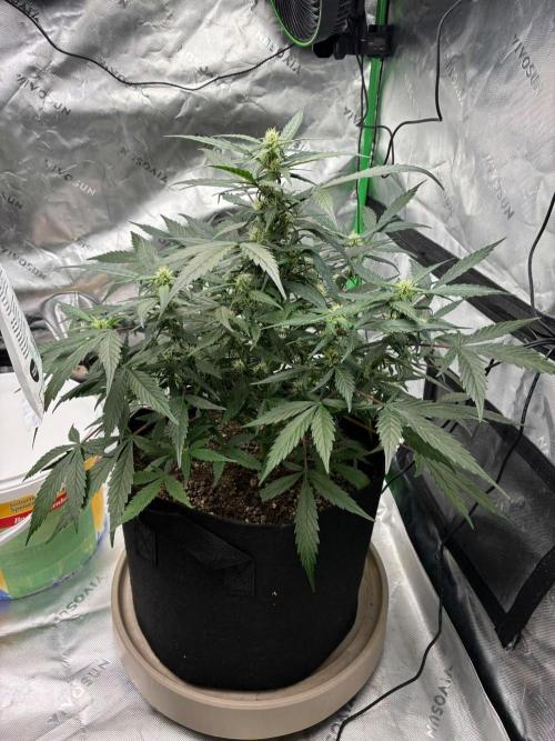 Dr.HanfDampf: SLEH Auto Seedsupplier. Week 9