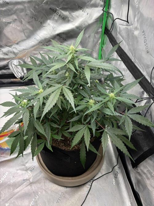 Dr.HanfDampf: SLEH Auto Seedsupplier. Week 9