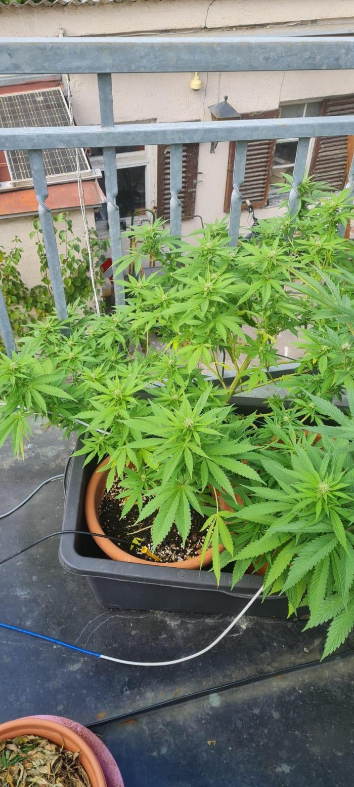 LoisenFarm: GOCO Outdoor (Findling). Week 18