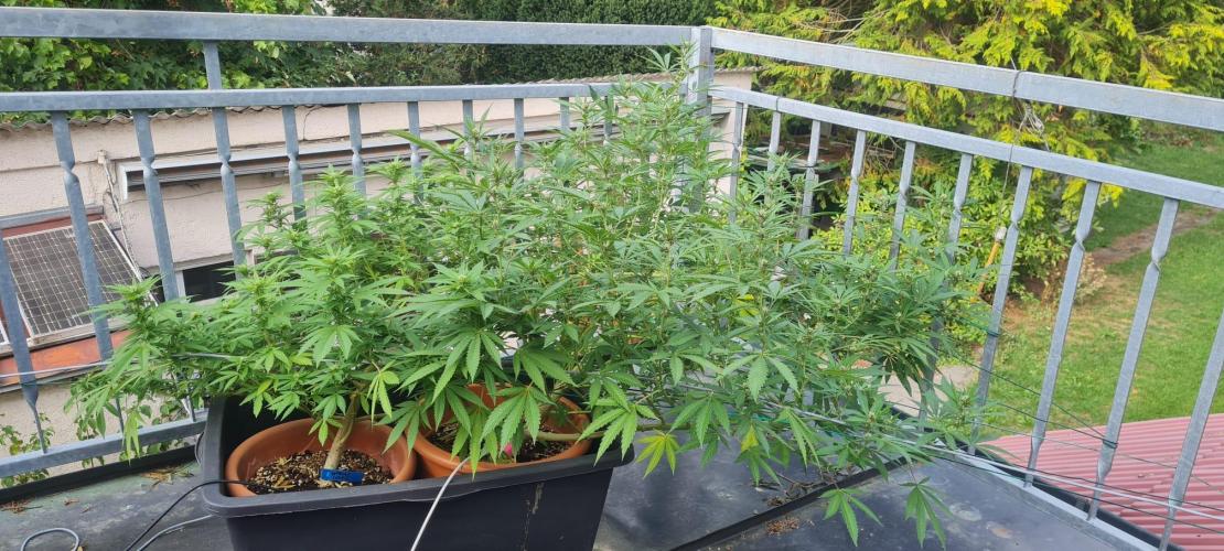 LoisenFarm: TRCH OSS OUTDOOR. Week 20