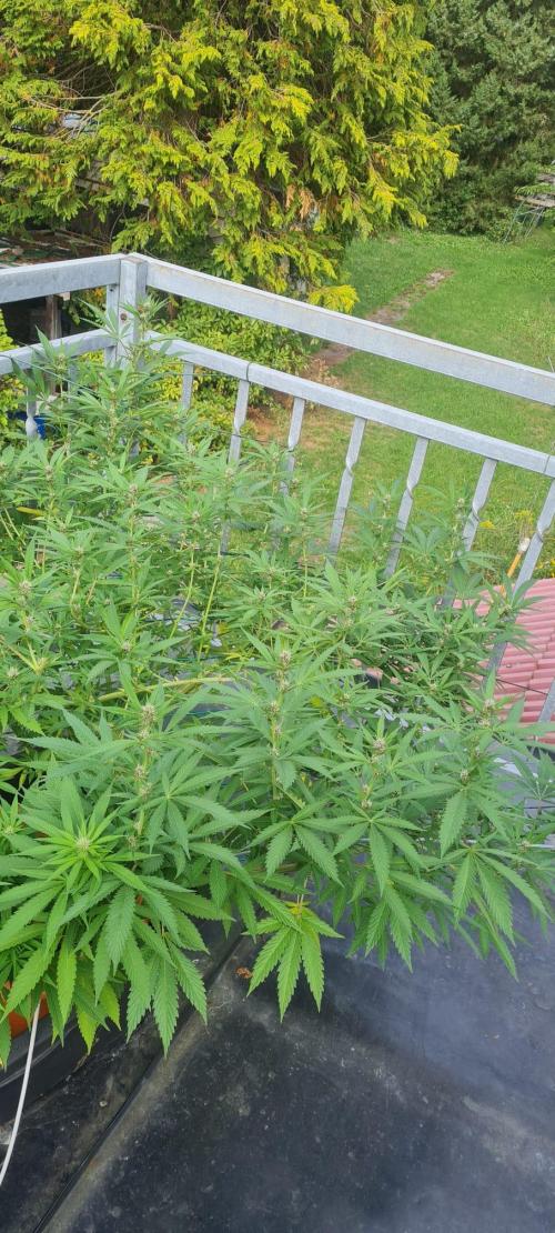 LoisenFarm: TRCH OSS OUTDOOR. Week 20