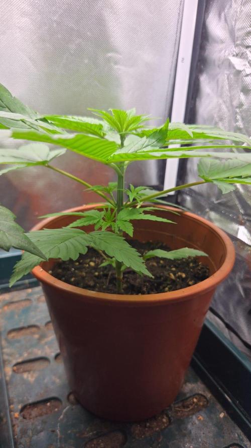 Jack Herer. Week 4