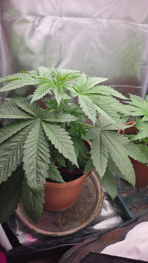 Dr.SkunkyKush: SLEC #4. Week 5