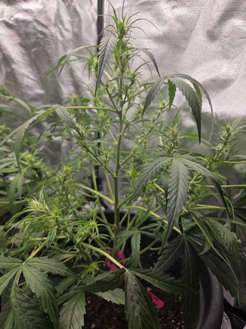 Dr.SkunkyKush: SOAK Auto. Week 8