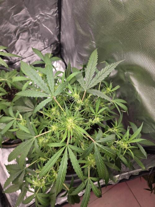Dr.SkunkyKush: SOAK Auto. Week 8