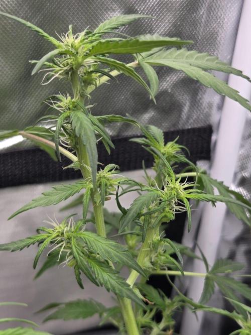Honey Melon Kush Auto. Week 8