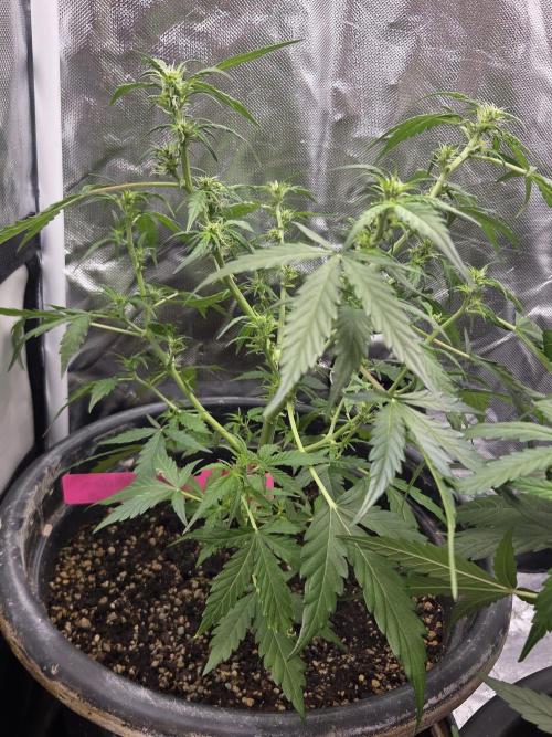 Dr.SkunkyKush: HMKU Auto. Week 8