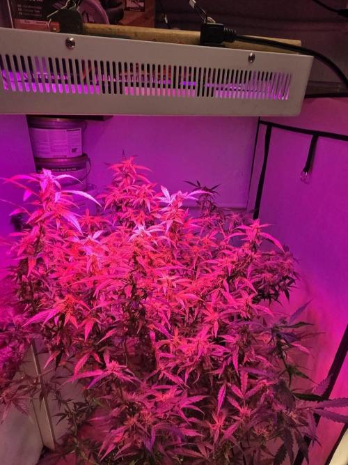 Dr.SkunkyKush: PIEX Auto. Week 11