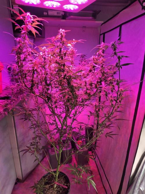 Dr.SkunkyKush: PIEX Auto. Week 11