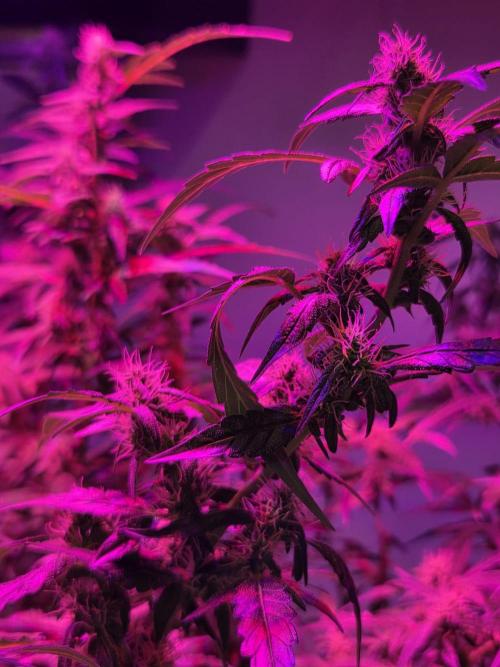 Dr.SkunkyKush: PIEX Auto. Week 11