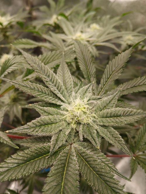 DAIN RDWC TopShelfClones.at Cut#8Cultiva. Week 15