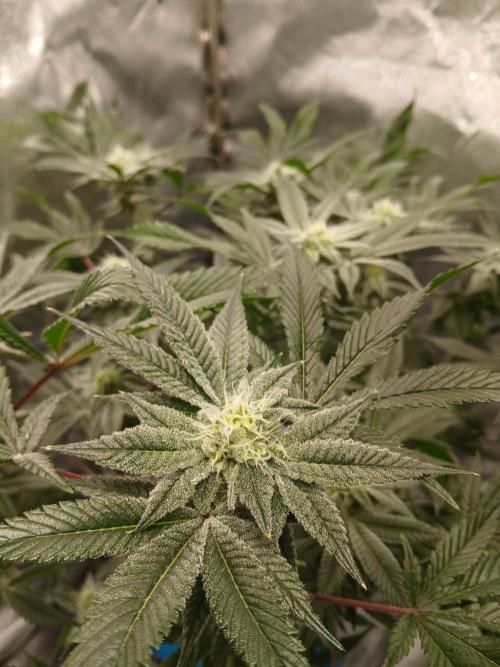 DAIN RDWC TopShelfClones.at Cut#8Cultiva. Week 15