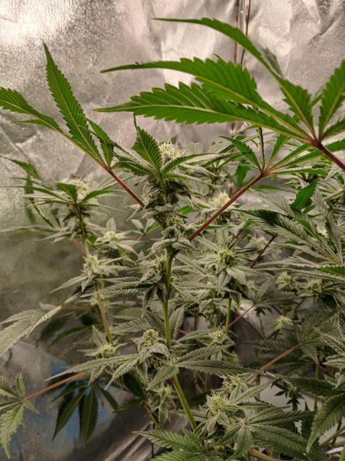 DAIN RDWC TopShelfClones.at Cut#8Cultiva. Week 15