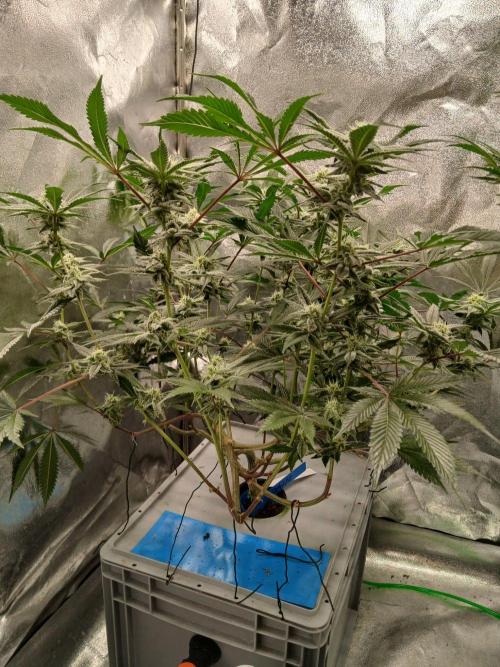 DAIN RDWC TopShelfClones.at Cut#8Cultiva. Week 15
