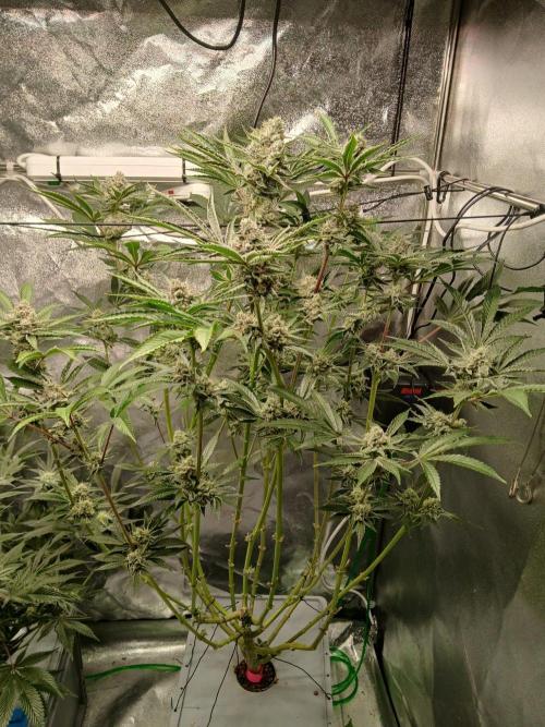 PLOT RDWC. Week 16