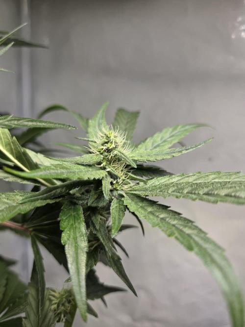 Dr.SkunkyKush: HUBU DopeBois & Sleezy. Week 11
