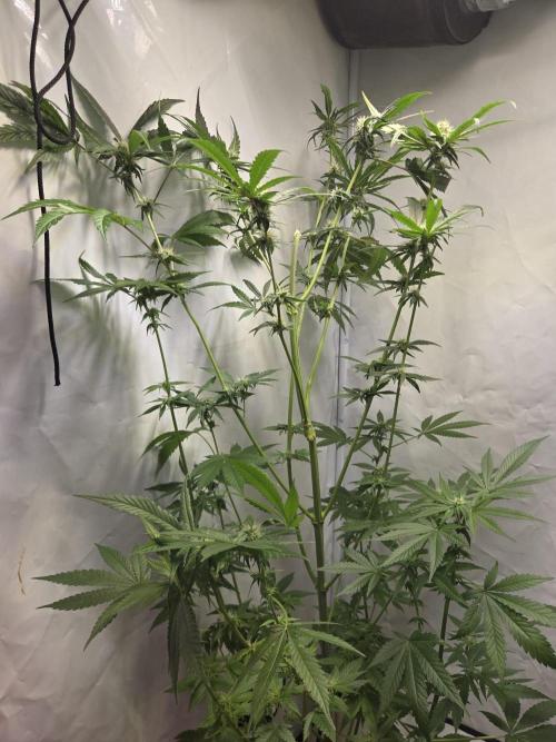 Dr.SkunkyKush: HUBU DopeBois & Sleezy. Week 11